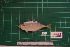  ( - DBMF-M420)  @13 [ ] Unspecified (default): All Rights Reserved  Unspecified Unspecified