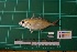  ( - DBMF-M443)  @13 [ ] Unspecified (default): All Rights Reserved  Unspecified Unspecified