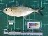  ( - DBMF-M128)  @13 [ ] Unspecified (default): All Rights Reserved  Unspecified Unspecified