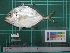  ( - DBMF-M176)  @11 [ ] Unspecified (default): All Rights Reserved  Unspecified Unspecified