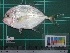  ( - DBMF-M177)  @11 [ ] Unspecified (default): All Rights Reserved  Unspecified Unspecified