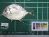  ( - DBMF-M180)  @11 [ ] Unspecified (default): All Rights Reserved  Unspecified Unspecified