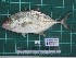  ( - DBMF-M243)  @14 [ ] Unspecified (default): All Rights Reserved  Unspecified Unspecified
