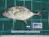  ( - DBMF-M245)  @11 [ ] Unspecified (default): All Rights Reserved  Unspecified Unspecified