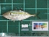  ( - DBMF-M292)  @13 [ ] Unspecified (default): All Rights Reserved  Unspecified Unspecified