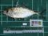  ( - DBMF-M351)  @13 [ ] Unspecified (default): All Rights Reserved  Unspecified Unspecified