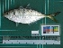  ( - DBMF-M361)  @13 [ ] Unspecified (default): All Rights Reserved  Unspecified Unspecified