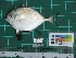  ( - DBMF-M383)  @13 [ ] Unspecified (default): All Rights Reserved  Unspecified Unspecified