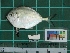  ( - DBMF-M384)  @13 [ ] Unspecified (default): All Rights Reserved  Unspecified Unspecified