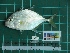  ( - DBMF-M389)  @13 [ ] Unspecified (default): All Rights Reserved  Unspecified Unspecified