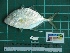  ( - DBMF-M390)  @11 [ ] Unspecified (default): All Rights Reserved  Unspecified Unspecified