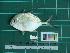  ( - DBMF-M397)  @13 [ ] Unspecified (default): All Rights Reserved  Unspecified Unspecified