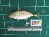  ( - DBMF-M512)  @13 [ ] Unspecified (default): All Rights Reserved  Unspecified Unspecified