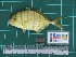 (Gnathanodon - DBMF-M511)  @15 [ ] Unspecified (default): All Rights Reserved  Unspecified Unspecified
