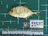  ( - DBMF-M509)  @13 [ ] Unspecified (default): All Rights Reserved  Unspecified Unspecified