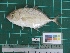  ( - DBMF-M529)  @14 [ ] Unspecified (default): All Rights Reserved  Unspecified Unspecified