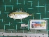  ( - DBMF-M520)  @13 [ ] Unspecified (default): All Rights Reserved  Unspecified Unspecified