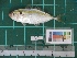  ( - DBMF-M517)  @13 [ ] Unspecified (default): All Rights Reserved  Unspecified Unspecified