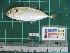  ( - DBMF-M519)  @13 [ ] Unspecified (default): All Rights Reserved  Unspecified Unspecified