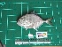  ( - DBMF-M558)  @13 [ ] Unspecified (default): All Rights Reserved  Unspecified Unspecified