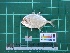  ( - DBMF-M597)  @11 [ ] Unspecified (default): All Rights Reserved  Unspecified Unspecified