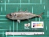  ( - DBMF-M652)  @13 [ ] Unspecified (default): All Rights Reserved  Unspecified Unspecified