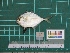  ( - DBMF-M700)  @12 [ ] Unspecified (default): All Rights Reserved  Unspecified Unspecified