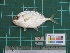  ( - DBMF-M722)  @12 [ ] Unspecified (default): All Rights Reserved  Unspecified Unspecified