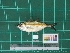  ( - DBMF-M748)  @13 [ ] Unspecified (default): All Rights Reserved  Unspecified Unspecified