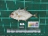 ( - DBMF-M766)  @13 [ ] Unspecified (default): All Rights Reserved  Unspecified Unspecified