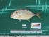  ( - DBMF-M774)  @12 [ ] Unspecified (default): All Rights Reserved  Unspecified Unspecified