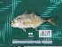  ( - DBMF-M776)  @14 [ ] Unspecified (default): All Rights Reserved  Unspecified Unspecified