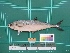 ( - DBMF-M805)  @13 [ ] Unspecified (default): All Rights Reserved  Unspecified Unspecified