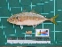  ( - DBMF-M811)  @13 [ ] Unspecified (default): All Rights Reserved  Unspecified Unspecified