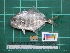  ( - DBMF-M822)  @14 [ ] Unspecified (default): All Rights Reserved  Unspecified Unspecified