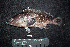  ( - IRD BMF-417.2)  @11 [ ] CreativeCommons  Attribution Non-Commercial Share-Alike (2016) Gino LIMMON Universitas Pattimura