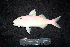  (Parupeneus jansenii - BMF-740.2)  @11 [ ] CreativeCommons  Attribution Non-Commercial Share-Alike (2016) Gino LIMMON Universitas Pattimura
