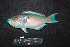  ( - BMF-767.2)  @11 [ ] CreativeCommons  Attribution Non-Commercial Share-Alike (2016) Gino LIMMON Universitas Pattimura