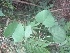  ( - JPTRM-105)  @11 [ ] Copyright (2013) PHCDBS Paul Hebert Centre for DNA Barcoding and Biodiversity Studies