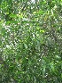  ( - TEP-12)  @11 [ ] Copyright (2013) PHCDBS Paul Hebert Centre for DNA Barcoding and Biodiversity Studies