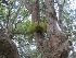  ( - TEP-13)  @11 [ ] Copyright (2013) PHCDBS Paul Hebert Center for DNA Barcoding and Biodiversity Studies