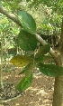  ( - MP3921)  @11 [ ] Copyright (2015) PHCDBS Paul Hebert Centre For DNA Barcoding And Biodiversity Studies