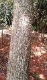  ( - MP3901)  @11 [ ] Copyright (2015) PHCDBS Paul Hebert Centre For DNA Barcoding And Biodiversity Studies