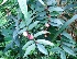  (Sauropus macranthus - MP3909)  @11 [ ] Copyright (2015) PHCDBS Paul Hebert Centre For DNA Barcoding And Biodiversity Studies