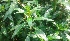  ( - MP5474)  @11 [ ] Copyright (2015) G D Khedkar Paul Hebert Centre For DNA Barcoding And Biodiversity Studies