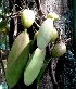  (Bulbophyllum lilacinum - MP3911)  @11 [ ] Copyright (2015) PHCDBS Paul Hebert Centre For DNA Barcoding And Biodiversity Studies