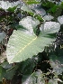  (Xanthosoma - MP3930)  @11 [ ] Copyright (2015) PHCDBS Paul Hebert Centre For DNA Barcoding And Biodiversity Studies