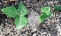  ( - MP5592)  @11 [ ] Copyright (2015) G D Khedkar Paul Hebert Centre For DNA Barcoding And Biodiversity Studies