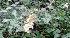  ( - MP5587)  @11 [ ] Copyright (2015) G D Khedkar Paul Hebert Centre For DNA Barcoding And Biodiversity Studies