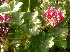  ( - MP5573)  @11 [ ] Copyright (2015) G D Khedkar Paul Hebert Centre For DNA Barcoding And Biodiversity Studies
